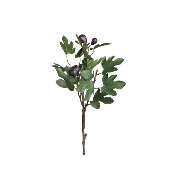 Viikuna 90 cm Mr Plant