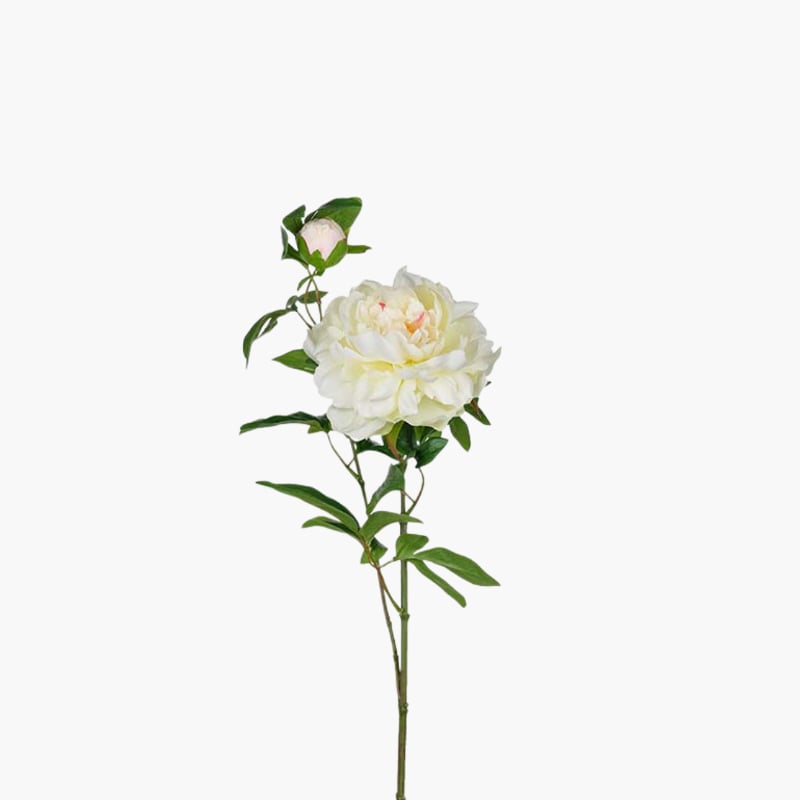 Pioni valkoinen 65 cm 