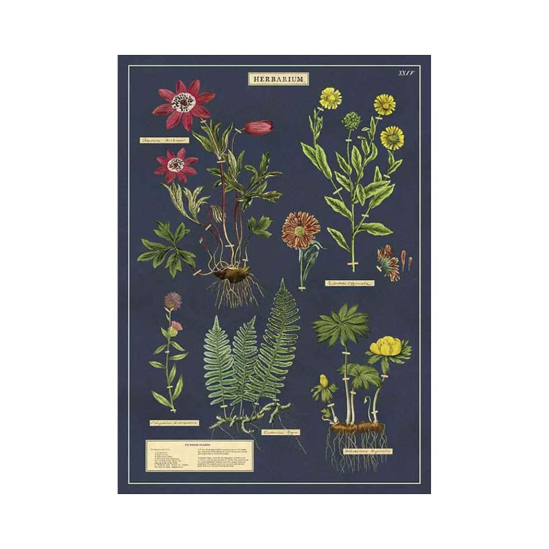 Juliste Herbarium Cavallini 