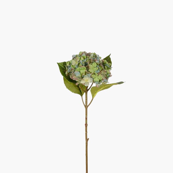 Hortensia sini-vihreä 40 cm 