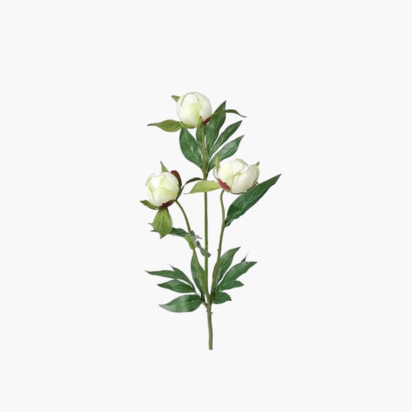 Pioni nupullinen valkoinen 