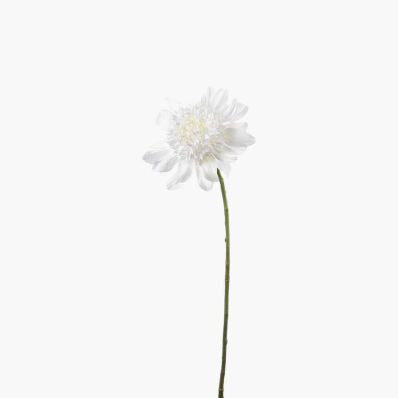Dahlia valkoinen 62 cm 