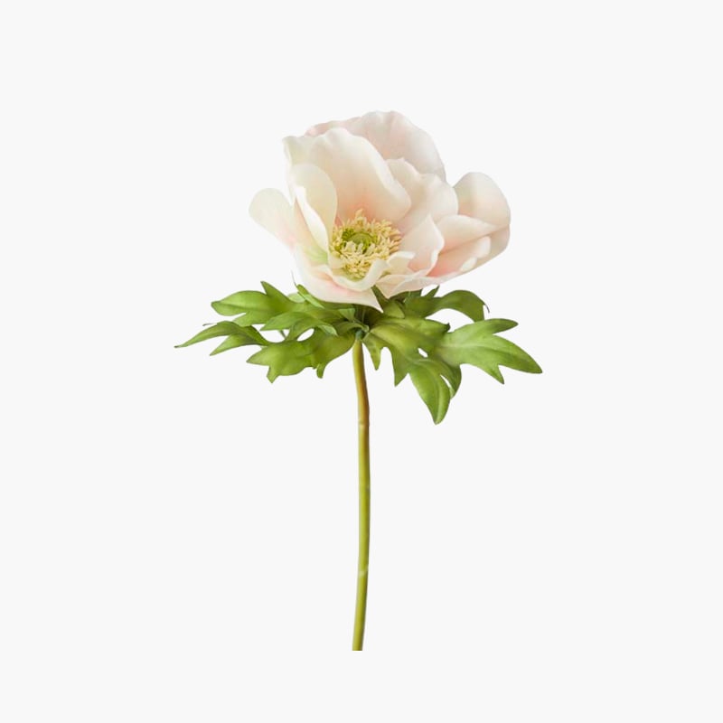Anemone puuteri 45 cm 