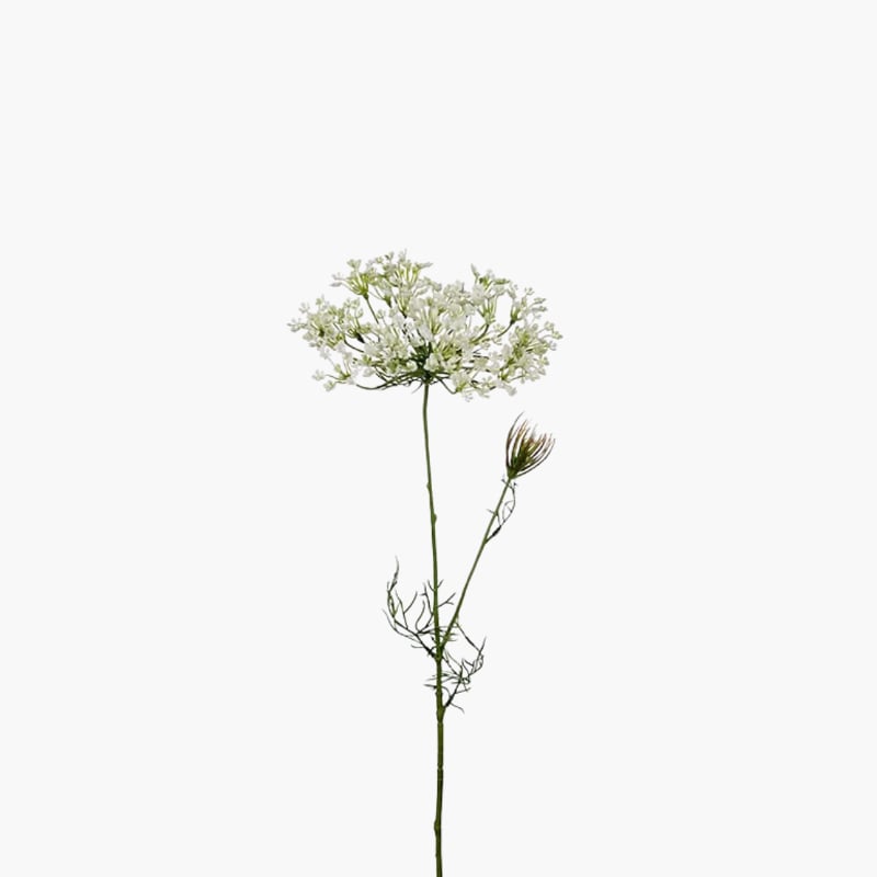 Allium valkoinen 70 cm 