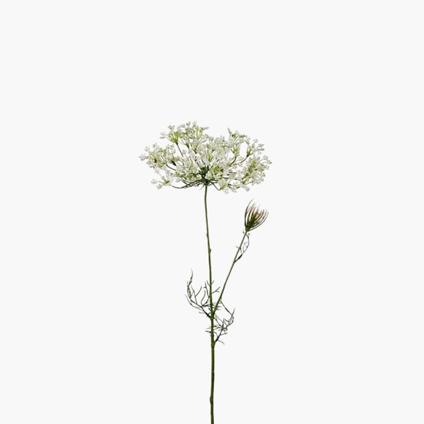 Allium valkoinen 70 cm 