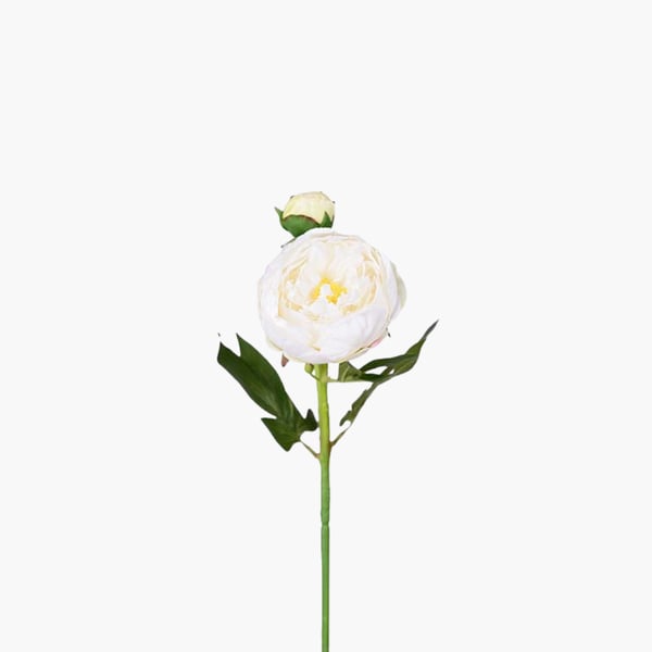 Pioni valkoinen 58 cm 