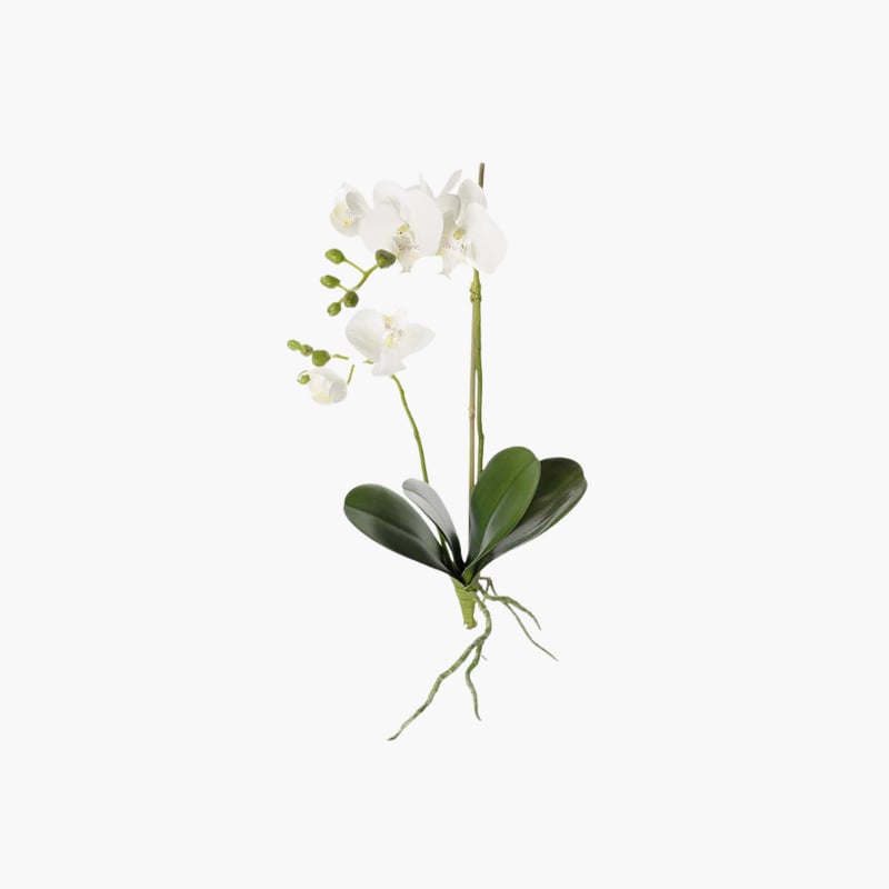 Orkidea juurilla Mr Plant 