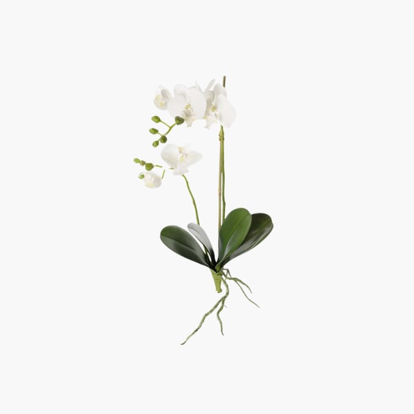 Orkidea juurilla Mr Plant 