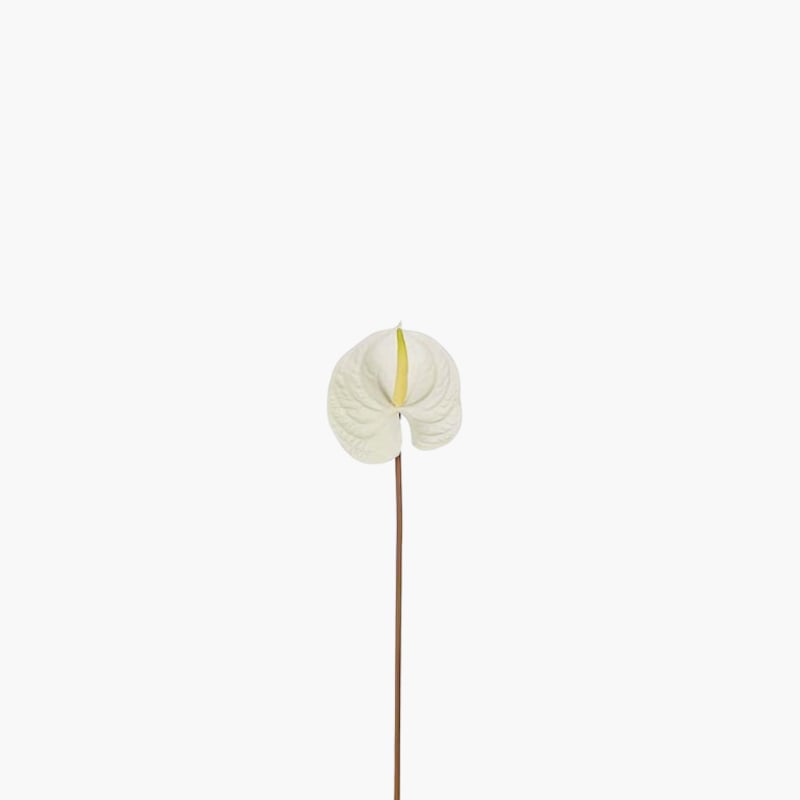 Flamingonkukka 70 cm 