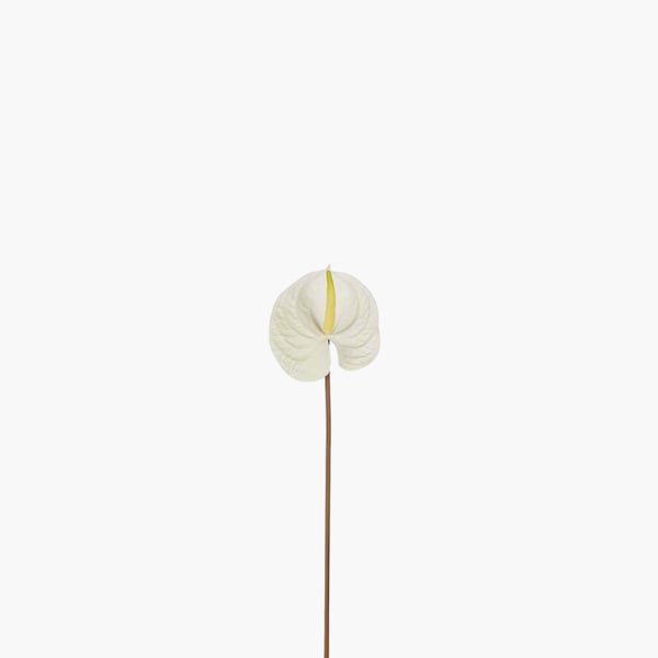 Flamingonkukka 70 cm 